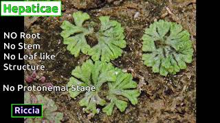 Classification of Bryophytes [upl. by Ennaeed]