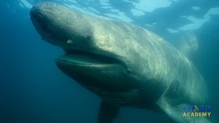 Basking Sharks  SHARK ACADEMY [upl. by Ntsud]