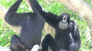 Siamang Gibbons howling at Miami Metrozoo [upl. by Bringhurst]