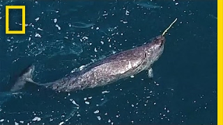 Mystery Behind Narwhals Iconic Tusks Revealed  National Geographic [upl. by Adnorrahs729]