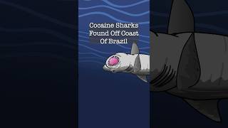 Shark week went off the rails in Brazil this year [upl. by Oloapnaig]