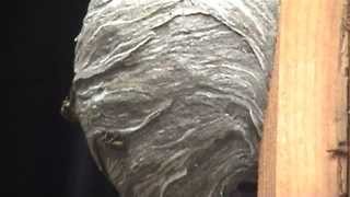 wasp nest treatments [upl. by Ridgley]