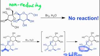 Reducing versus Nonreducing Sugars [upl. by Nibla440]