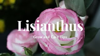 Lisianthus Grow and Care Tips [upl. by Lorre]