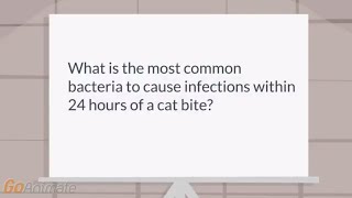 What is most common infection within 24 hours after a cat bite [upl. by Osnofedli474]