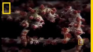 Pygmy Seahorses  National Geographic [upl. by Acassej]