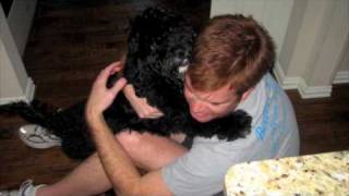 Owning a Portuguese Water Dog [upl. by Ynnav]