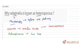 Why selaginella is known as heterosporous [upl. by Ronile]