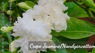 Crepe Jasmine  Nandyarvattam  Ayurvedic uses and medicinal benefits [upl. by Nauqan]