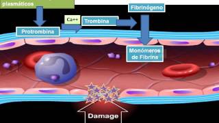 13 hemostasia coagulacion y fibrinolisis 2 [upl. by Etteiram]