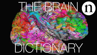 The brain dictionary [upl. by Deloria833]