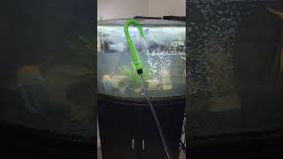 36 Gallon Bow Front Aquarium Water Changes Update [upl. by Ines889]