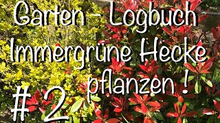 Garten – Logbuch  2 Immergrüne Hecke Pflanzen [upl. by Kallick]