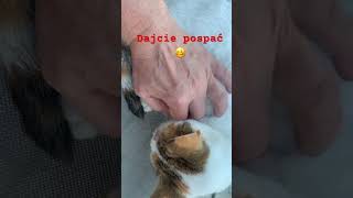 Kochane greckie kociaki 🐈greece animals natureshorts [upl. by Garibull]