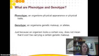 Punnett Squares  Homozygous Heterozygous [upl. by Nawrocki]