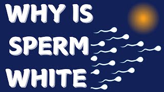 Why is Sperm White The Science Explained [upl. by Battiste]