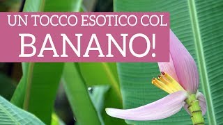 Un tocco esotico con la pianta di banano [upl. by Arabeila]