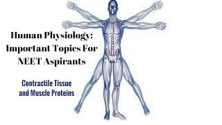 Contractile Tissue and Muscle Proteins Human Physiology Part 1 [upl. by Edaj]