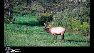 Elk cam BenezettePa httpshdontapcomstream228253pagamecommissionelkcam [upl. by Eartnoed351]