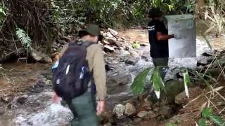 8 Endangered Slow Lorises Returned to Freedom in the Rainforest [upl. by Elcarim]