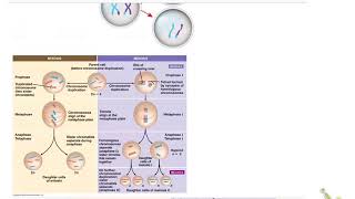 Mitosis vs meiosis [upl. by Tadeo]