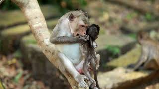 Funny monkey monkeyfamily monkeyfunny babymonkey [upl. by Evania704]