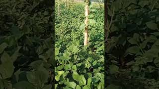 cowpea farming modern agriculture field and bottle gard [upl. by Htims]