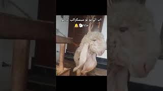 Famous lamb playing 🐑  white lamb waiting for someone lambs shortsfeed viralvideo [upl. by Tarabar328]