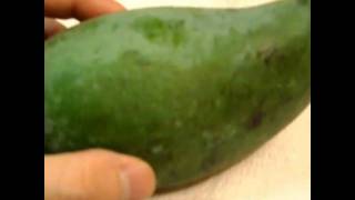 How to eat and prepare a green mango mangoes fruit Review tutorial [upl. by Ystap]