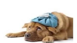 Kennel Cough Home Remedies The Best Kennel Cough Home Remedies For Your Dog [upl. by Pooh]