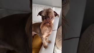 Brussels Griffon family youtubeshorts dogbreed ytshorts [upl. by Malha4]