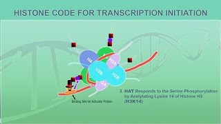 Eukaryotic Gene Regulation  Chromatin [upl. by Moyna]