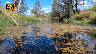 Thin Pondweed Potamogeton australiensis in Habitat [upl. by Doerrer129]