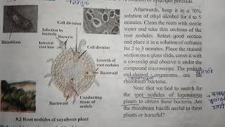 Rhizobium Symbiotic bacteria [upl. by Werdnael]