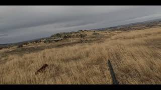 Working Cocker Spaniel Owen hunting Rabbits 80624 [upl. by Bond482]