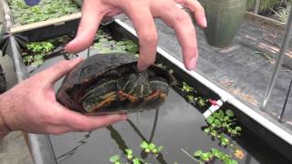 Red Eared Sliders What You Need to Know [upl. by Adnima]