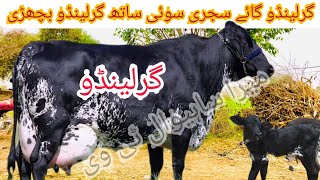 Girlendo cow farm in Pakistan ll Girlendo cow for sale in Pakistan ll 9 January 2024 [upl. by Ariamat]