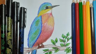 Kingfisher drawing creativitygarden drawing Kingfisher [upl. by Michell791]