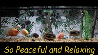 SEVERUM CICHLID tank mates feeding peacefully [upl. by Nautna729]