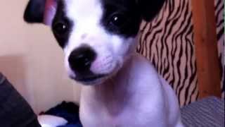 Jack Russel Chihuahua Mix [upl. by Ingmar291]