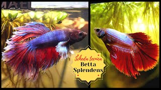 BETTA SPLENDENS pesce combattente 🔥 Scheda tecnica [upl. by Idihc]