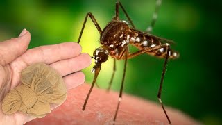 Muggen rennen meteen weg Dit is sterker dan 100 insectenwerende middelen [upl. by Jacobba]