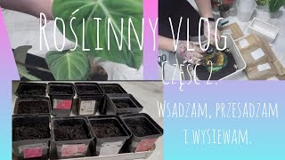 Część 2 Przepis na bigos Przesadzam wsadzam i wysiewam Roślinny vlog 07 022024 [upl. by Nappy873]