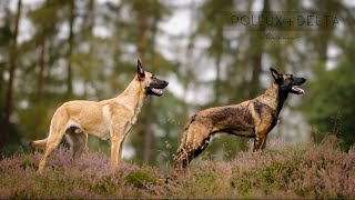 Pollux  Delta Malinois [upl. by Joella230]