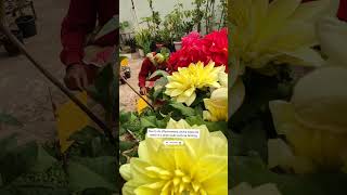 Do Sticky Trap Attract PollinatorsOrganic Pests Controlस्टिकी ट्रैपफायदे ashasgardenstoryshorts [upl. by Britney]