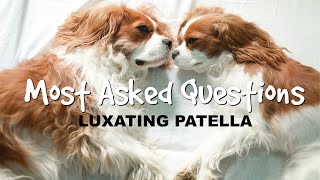 QampA WITH A VETERINARY SURGEON  Luxating Patella [upl. by Notsirt]