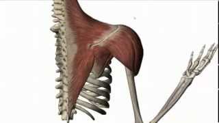 Glenohumeral Joint Abduction Adduction and Rotator Cuff [upl. by Oiled]