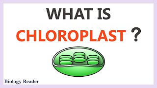 Chloroplast  Location Characteristics Structure amp Function [upl. by Yreffej]