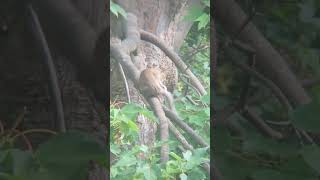 A squirrel grooms and scratches itself  30 August 2024 [upl. by Akinhoj977]