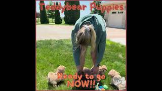 Denning Farms selling Happy Healthy puppies to loving homes denningfarms [upl. by Nithsa]